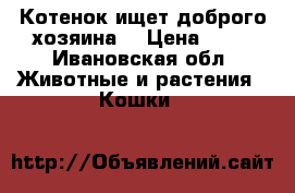 Котенок ищет доброго хозяина  › Цена ­ 10 - Ивановская обл. Животные и растения » Кошки   